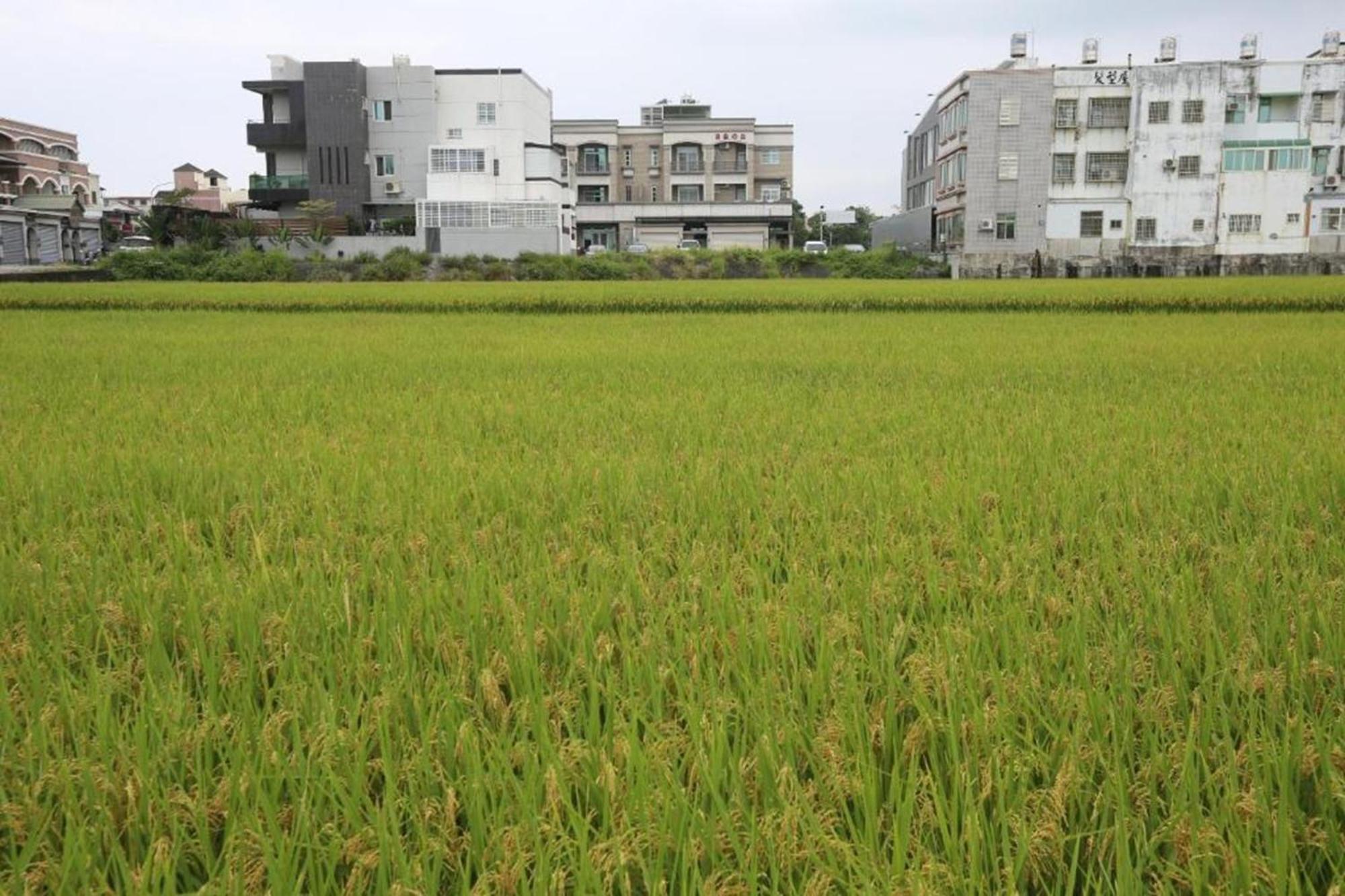 自由之丘民宿 L 寵物友善 Taitung Luaran gambar
